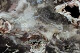 Miocene Petrified Wood (Cedar) Slab - Nevada #91413-1